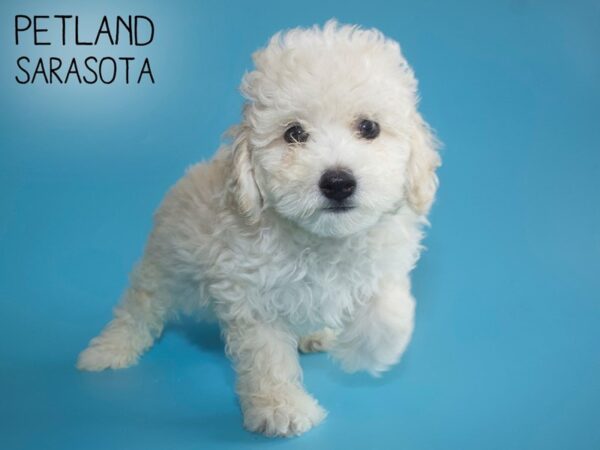 Miniature Poodle-DOG-Male-Cream-25952-Dream Tails Sarasota, Florida
