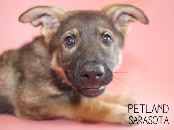 German Shepherd-DOG-Female-Black Tan-25951-Dream Tails Sarasota, Florida