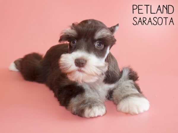 Miniature Schnauzer-DOG-Female-LIVER WHITE-25950-Dream Tails Sarasota, Florida