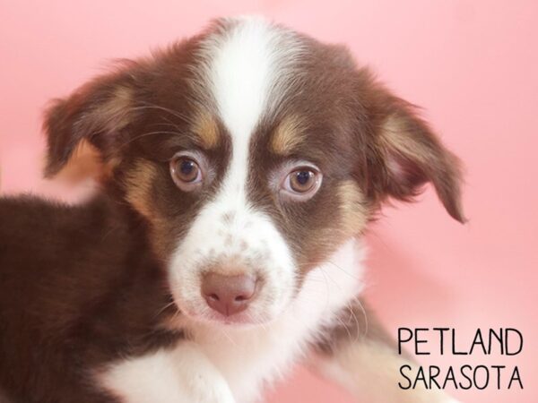 Miniature Australian Shepherd-DOG-Female-TRI-25948-Dream Tails Sarasota, Florida