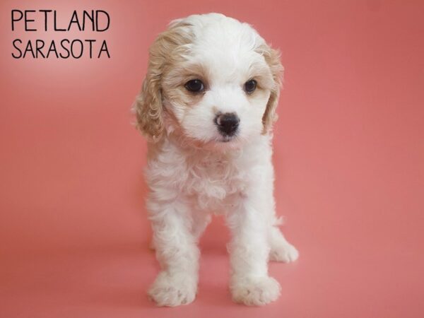 Cavachon-DOG-Female-Blienhiem-25947-Dream Tails Sarasota, Florida