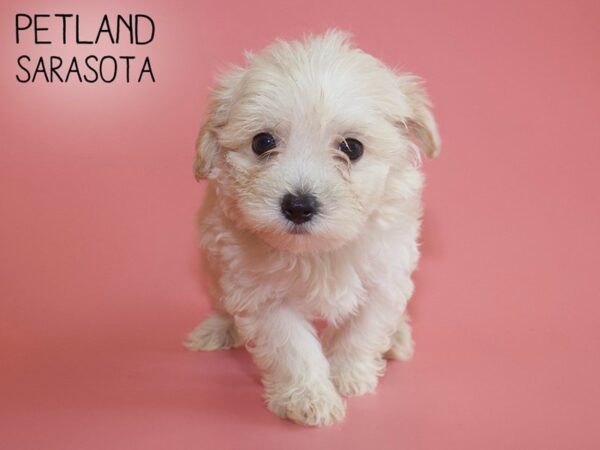 Maltichon-DOG-Female-CREAM WHITE-25946-Dream Tails Sarasota, Florida