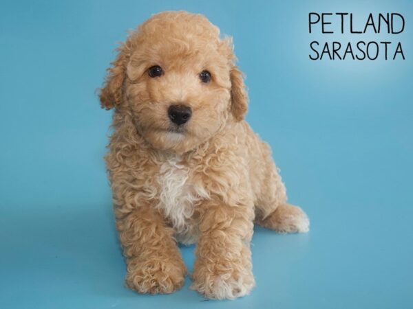 Bichonpoo-DOG-Male-RED-25944-Dream Tails Sarasota, Florida