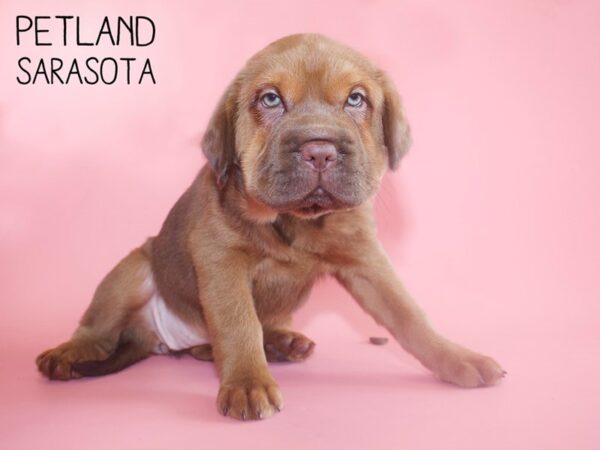 Miniature Hippo-DOG-Female-RED-25942-Dream Tails Sarasota, Florida