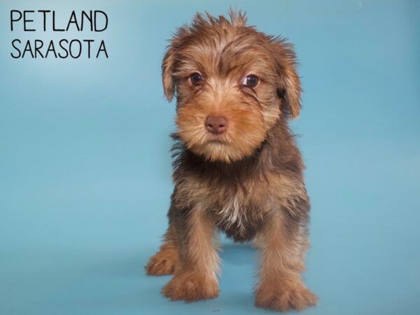 Yorkshire Terrier-DOG-Male-CHOC TAN-25941-Dream Tails Sarasota, Florida