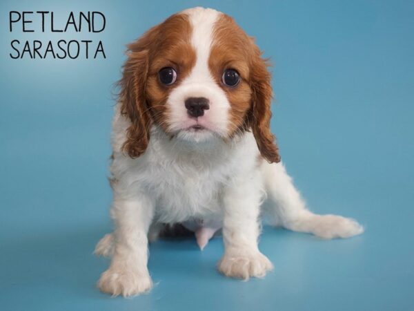 Cavalier King Charles Spaniel-DOG-Male-Ruby-25940-Dream Tails Sarasota, Florida