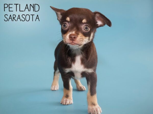 Chihuahua-DOG-Male-CHOC TAN-25939-Dream Tails Sarasota, Florida