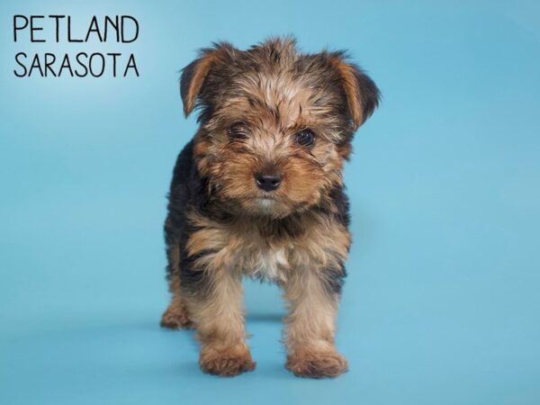 Yorkshire Terrier-DOG-Male-Black Tan-25938-Dream Tails Sarasota, Florida