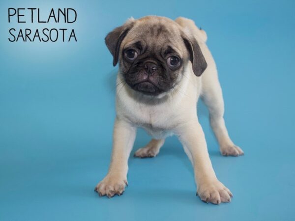 Pug-DOG-Male-FAWN-25937-Dream Tails Sarasota, Florida