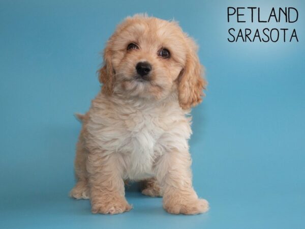 Cavachon-DOG-Male-RUBY-25945-Dream Tails Sarasota, Florida