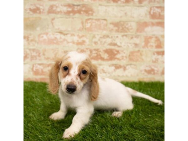 Dachshund-DOG-Male-Red-25985-Dream Tails Sarasota, Florida