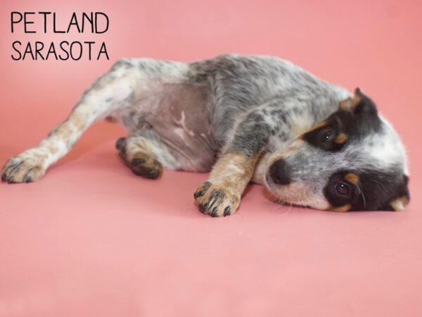 Blue Heeler-DOG-Female-Blue Merle-25961-Dream Tails Sarasota, Florida