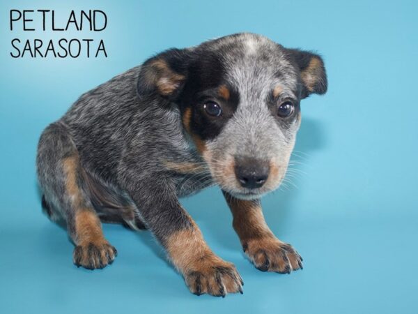 Blue Heeler-DOG-Male-Blue Merle-25962-Dream Tails Sarasota, Florida