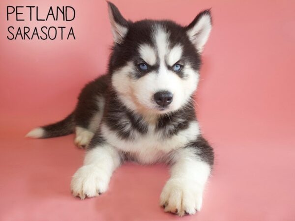 Siberian Husky-DOG-Female-Black & White-25963-Dream Tails Sarasota, Florida