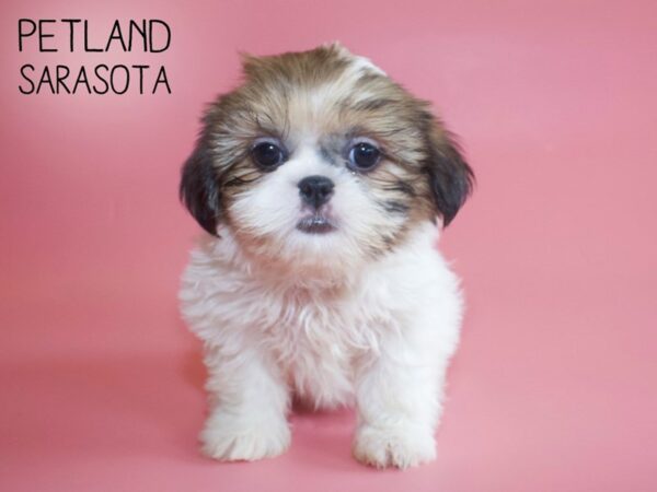 Shih Tzu-DOG-Female-Brown & White-25964-Dream Tails Sarasota, Florida