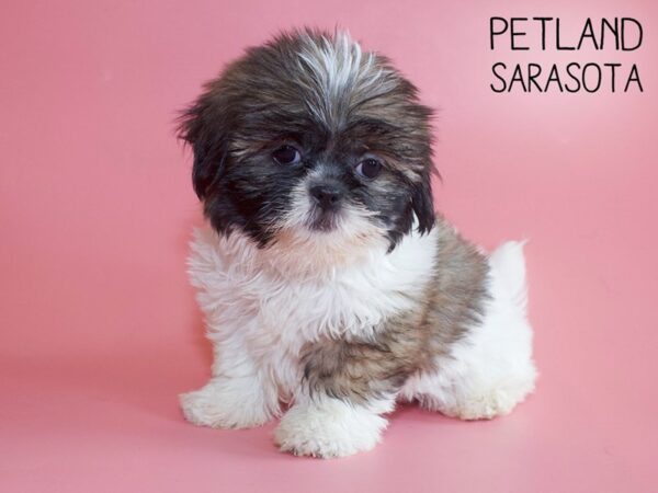 Shih Tzu-DOG-Female-Brown & White-25965-Dream Tails Sarasota, Florida