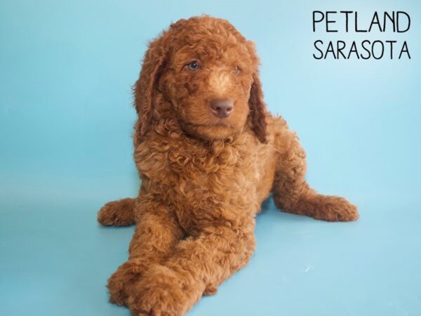 Miniature Poodle-DOG-Male-Red-25967-Dream Tails Sarasota, Florida