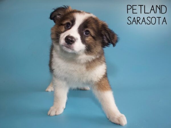 Aussiemo-DOG-Male-Sable-25968-Dream Tails Sarasota, Florida