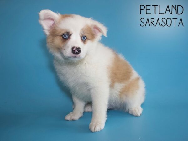 Aussiemo-DOG-Male-Sable-25969-Dream Tails Sarasota, Florida