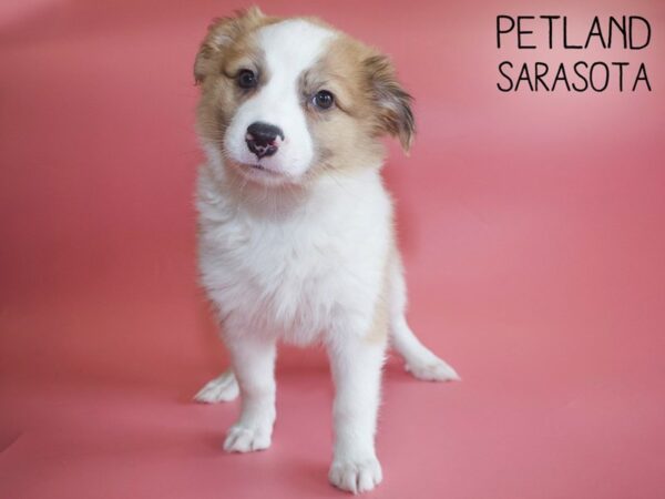 Aussiemo-DOG-Female-Sable White-25970-Dream Tails Sarasota, Florida