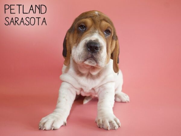 Walrus-DOG-Female-Black Tri-25971-Dream Tails Sarasota, Florida