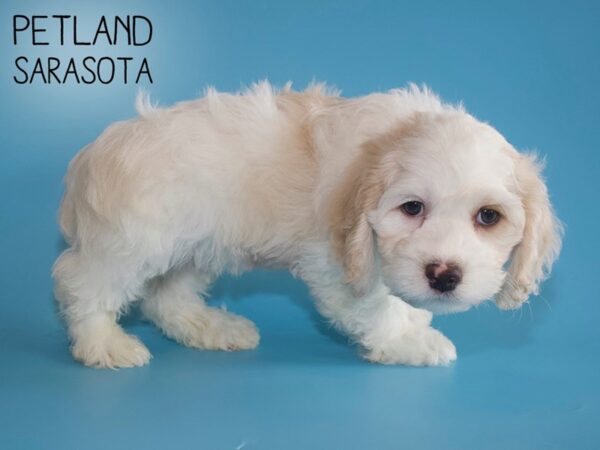 Cockerchon-DOG-Male-BUFF WHITE-25974-Dream Tails Sarasota, Florida