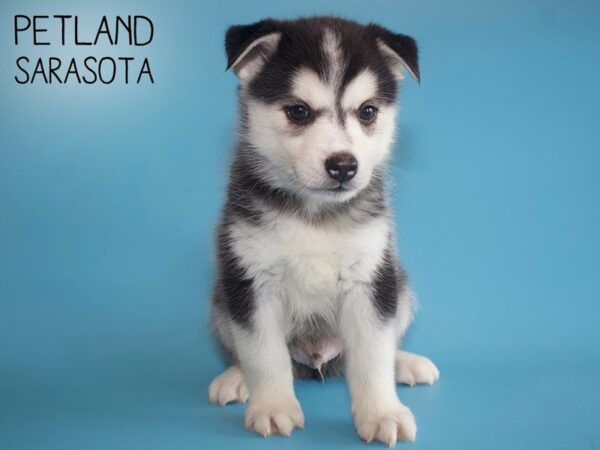 Pomsky-DOG-Male-BLK WHT-25978-Dream Tails Sarasota, Florida