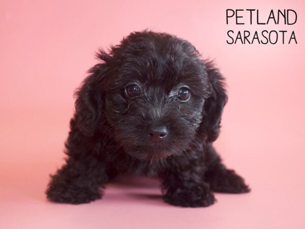 Yorkiepoo-DOG-Female-BLK-25975-Dream Tails Sarasota, Florida