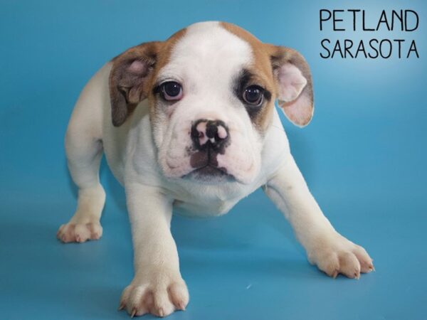 3/4 Beabull-DOG-Male-brown wh-25979-Dream Tails Sarasota, Florida