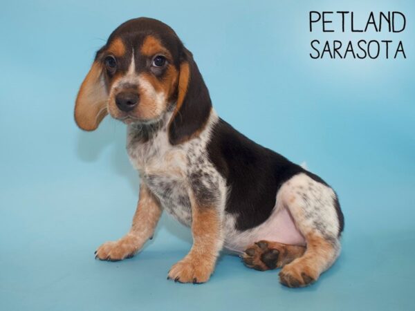 Beagle-DOG-Male-Black White / Tan-25981-Dream Tails Sarasota, Florida