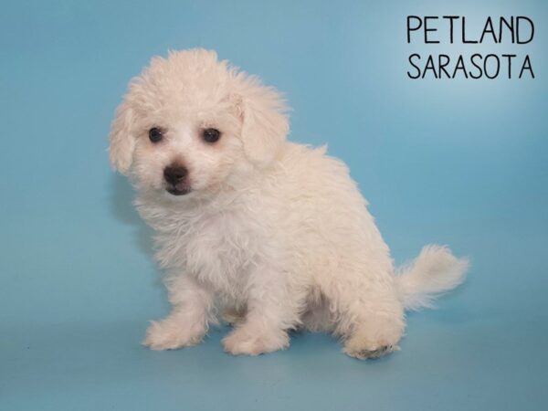 Bichon Frise-DOG-Male-White-25982-Dream Tails Sarasota, Florida