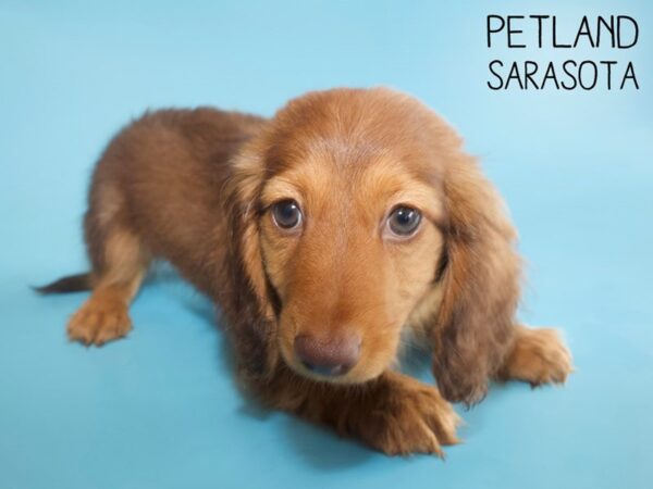 Dachshund-DOG-Male-Wild Boar-25984-Dream Tails Sarasota, Florida
