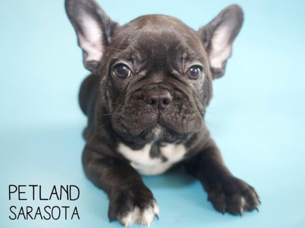 French Bulldog-DOG-Male-Brindle-25986-Dream Tails Sarasota, Florida