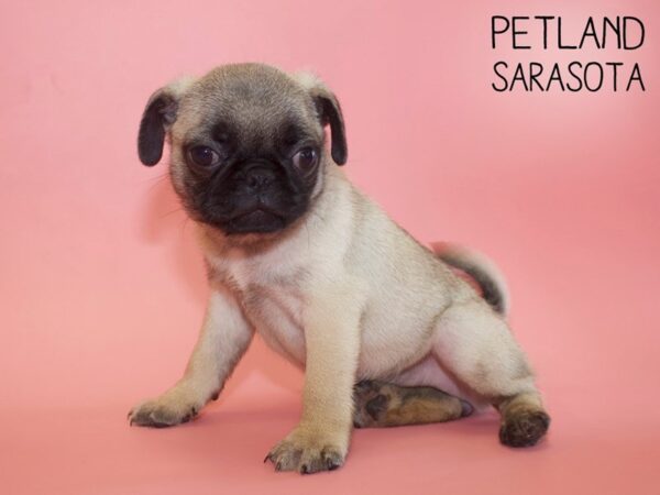 Pug-DOG-Female-Fawn-25988-Dream Tails Sarasota, Florida