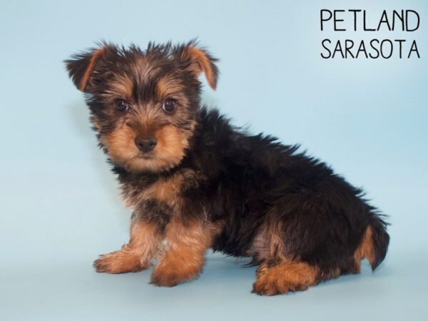 Silky Terrier-DOG-Male-Black / Tan-25989-Dream Tails Sarasota, Florida