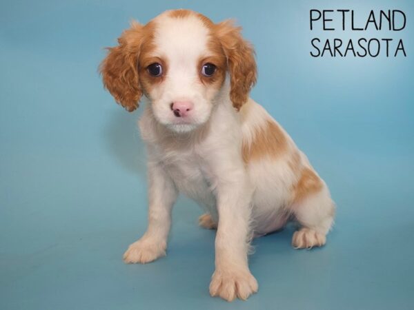 Cockalier-DOG-Male--25991-Dream Tails Sarasota, Florida