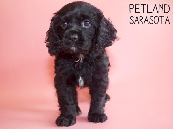 Cocker Spaniel-DOG-Female-BLK-25973-Dream Tails Sarasota, Florida