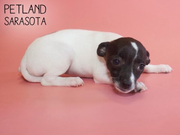 Rat-Cha-DOG-Female-Black / White-25993-Dream Tails Sarasota, Florida