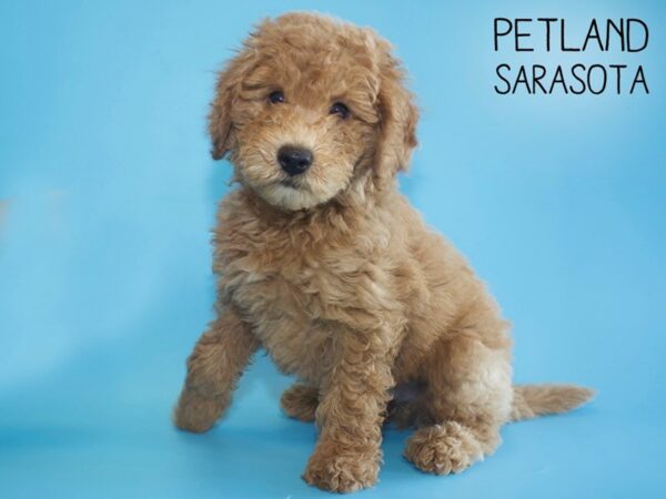 F2 MINI GOLDENDOODLE-DOG-Male-Cream & White-25996-Dream Tails Sarasota, Florida