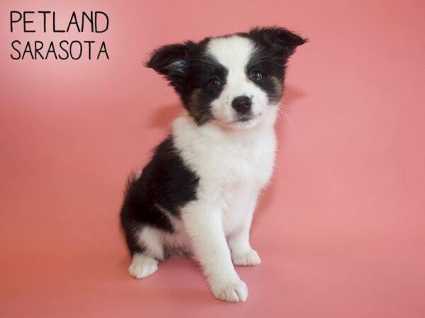 Aussiemo-DOG-Female-Black White-25997-Dream Tails Sarasota, Florida