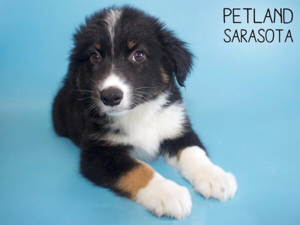 Australian Shepherd-DOG-Male-Black-25980-Dream Tails Sarasota, Florida