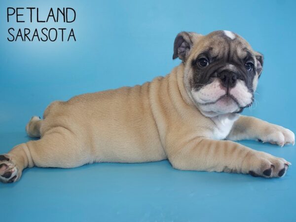 English Bulldog-DOG-Male-Fawn-25983-Dream Tails Sarasota, Florida