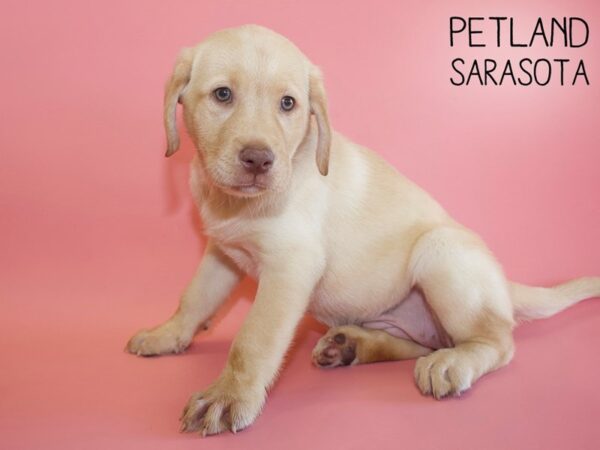 Labrador Retriever-DOG-Female-Yellow-25994-Dream Tails Sarasota, Florida