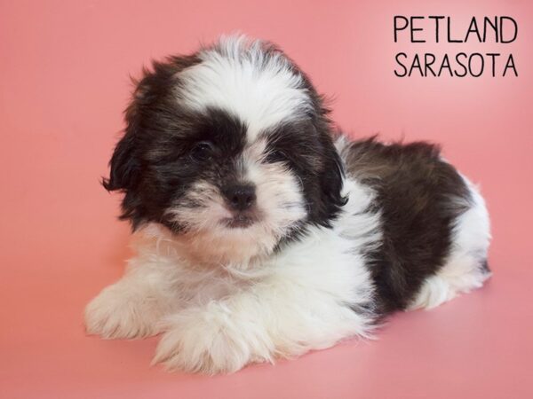 Shih Tzu-DOG-Female-BROWN WH-25998-Dream Tails Sarasota, Florida