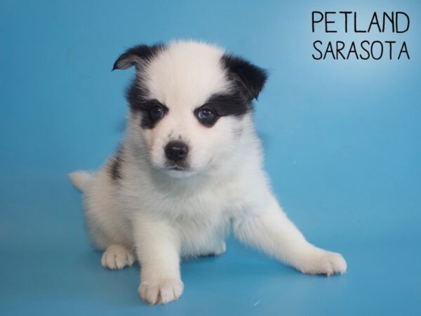 Pomsky-DOG-Male-BLK WHITE PARTI-25999-Dream Tails Sarasota, Florida
