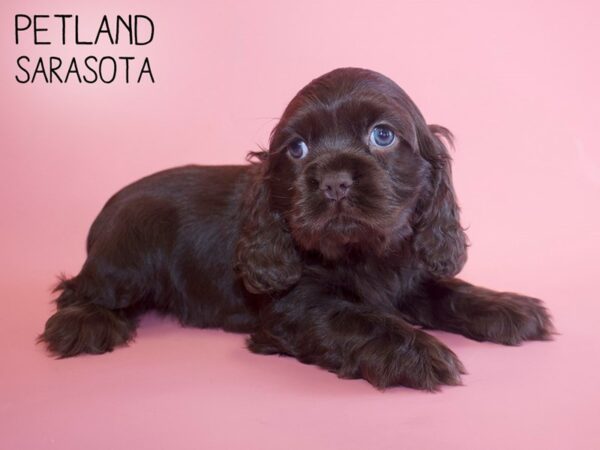 Cocker Spaniel-DOG-Female-choc-26000-Dream Tails Sarasota, Florida