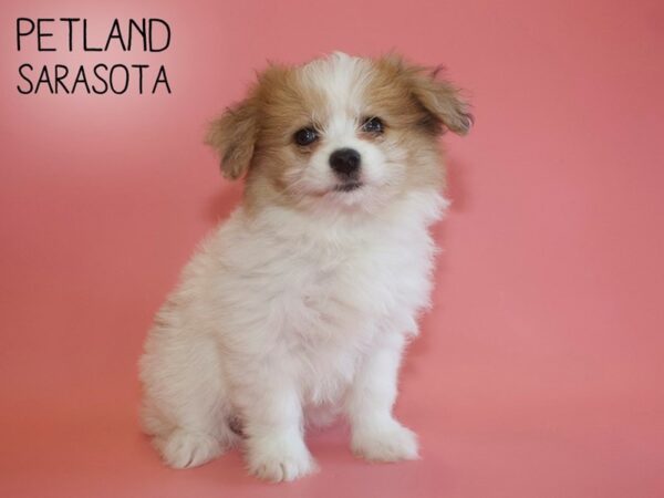 Pomchon-DOG-Female-SABLE WHITE-26001-Dream Tails Sarasota, Florida