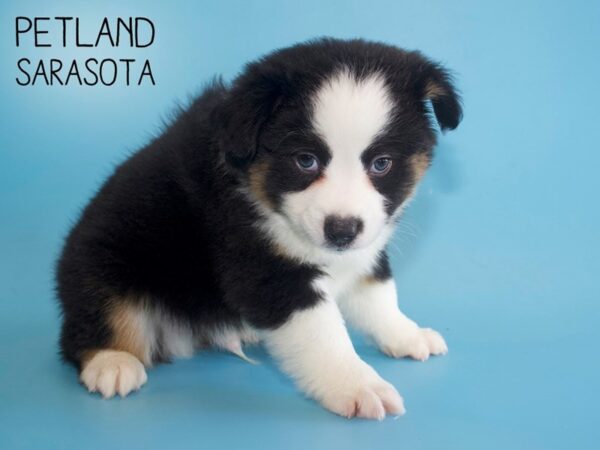 Miniature Australian Shepherd-DOG-Male-TRI-26002-Dream Tails Sarasota, Florida