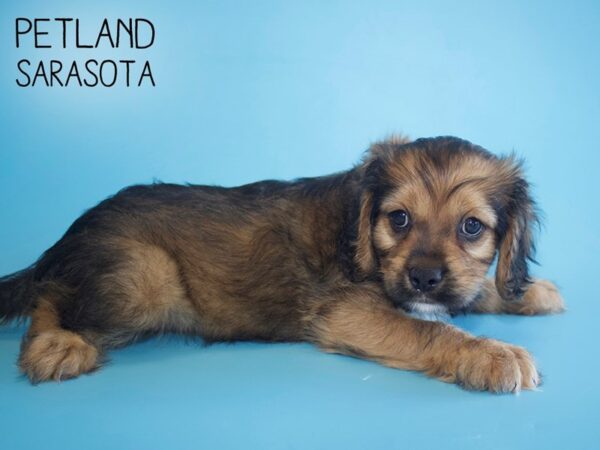 Cavapoo-DOG-Male-BRINDLE-26003-Dream Tails Sarasota, Florida