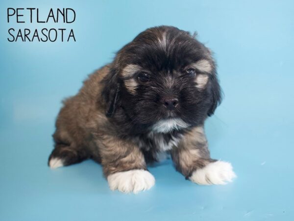 Teddy Bear-DOG-Male-brown white-26004-Dream Tails Sarasota, Florida